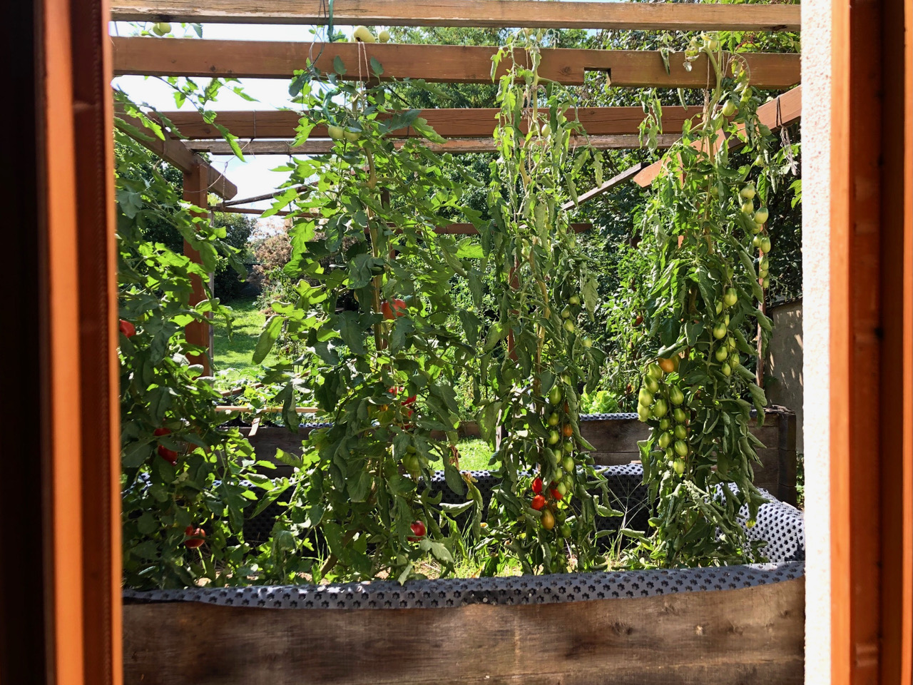 Best Of Weinviertel-Manufaktur: Das Glückspilz Austernseitling Pesto – Bild 5